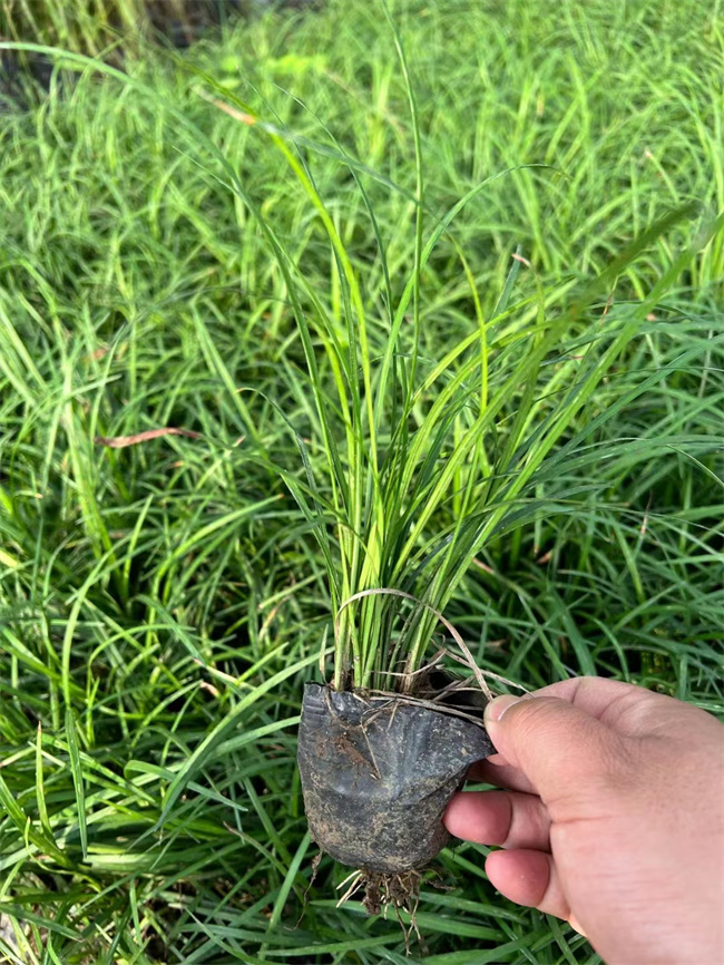 麦冬草厂家 大量供应麦冬草杯苗