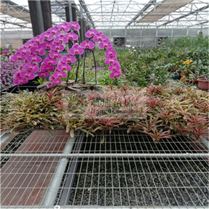 移动苗床在温室中的育苗养花的作用