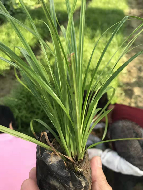 青绿苔草苗  北京青绿苔草批发基地