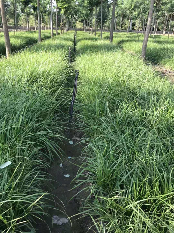 青绿苔草种植基地  青绿苔草报价