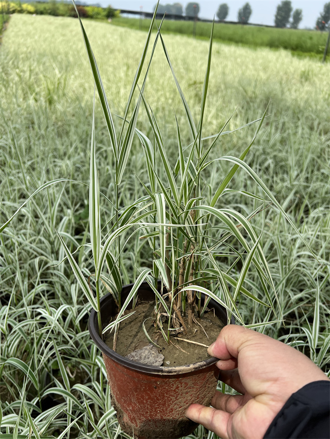 北京玉带草杯苗-货源充足，当天发货！