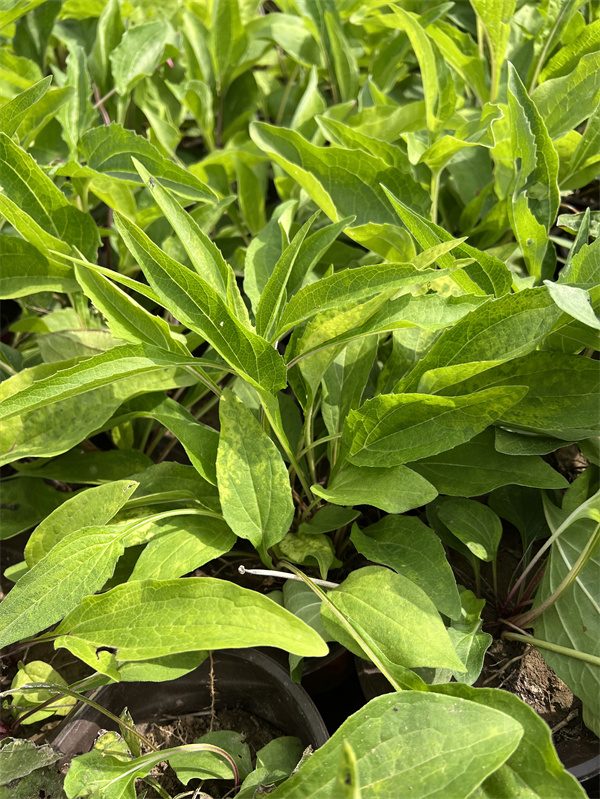 北京松果菊营养杯苗基地  北京本地苗