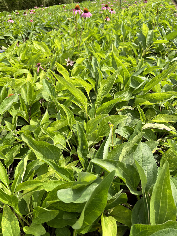 松果菊盆栽苗种植基地  量大价低