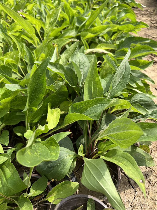 北京金鸡菊基地  大量供应金鸡菊盆栽苗