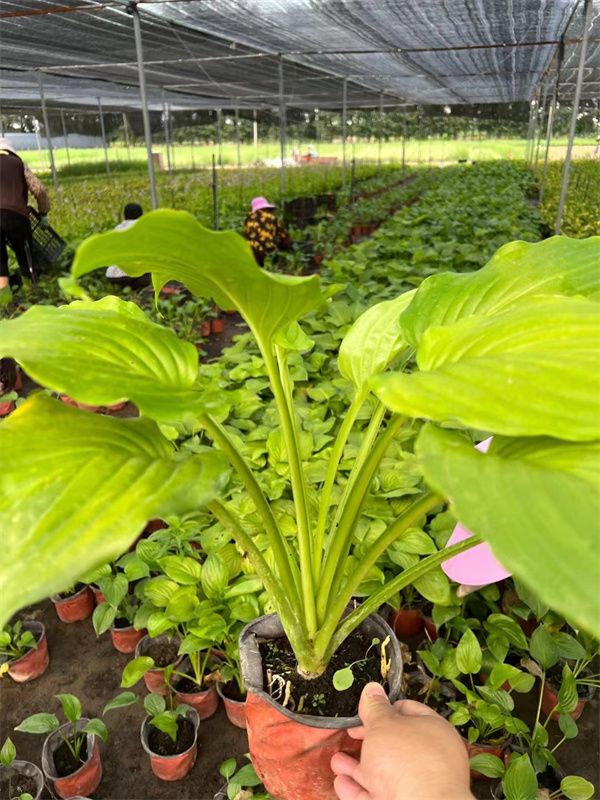 北京白玉簪种植基地  白玉簪量大价优