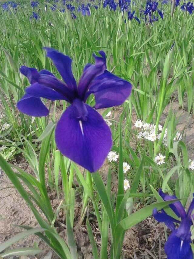 北京鸢尾供应基地杯苗大量供应