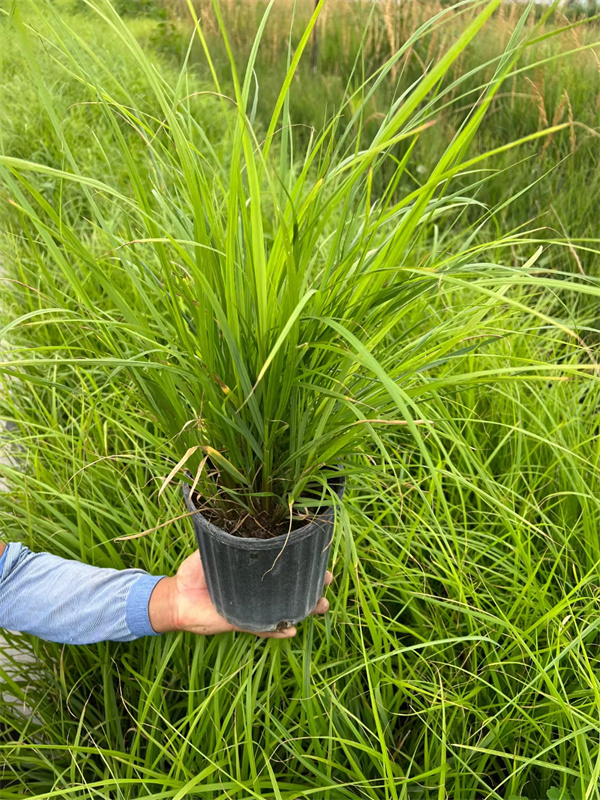 北京紫穗狼尾草种植基地  北京本地苗