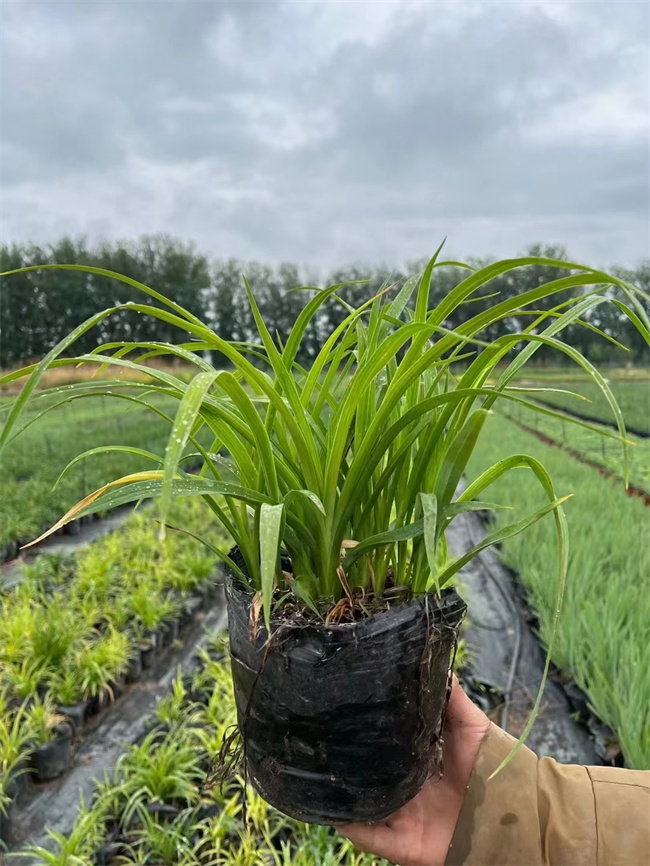 北京金娃娃萱草种植基地  质优价廉