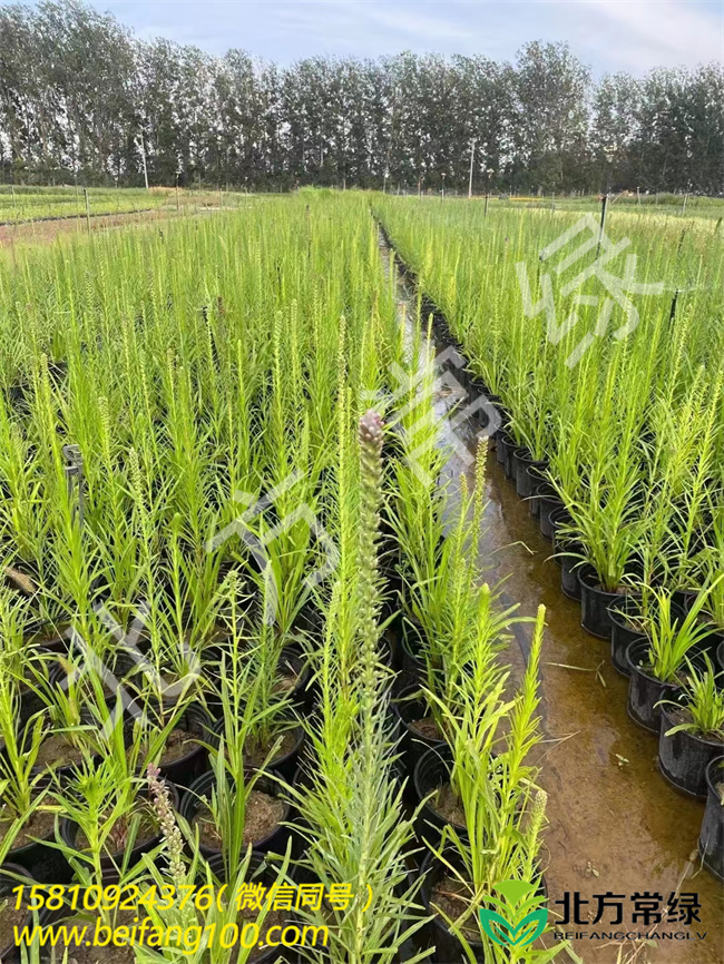 蛇鞭菊种植基地/北京蛇鞭菊批发基地