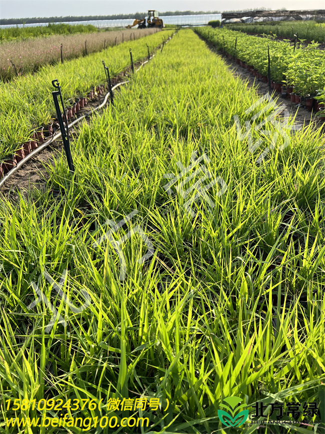 【画眉草小苗】画眉草小苗北京供应商