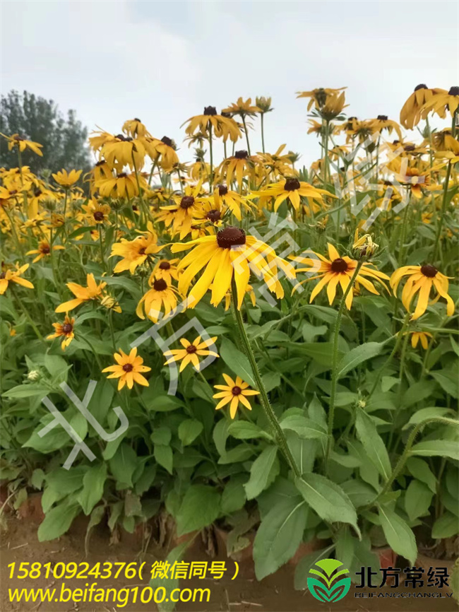 北京黑心菊盆栽苗/工程苗批发基地