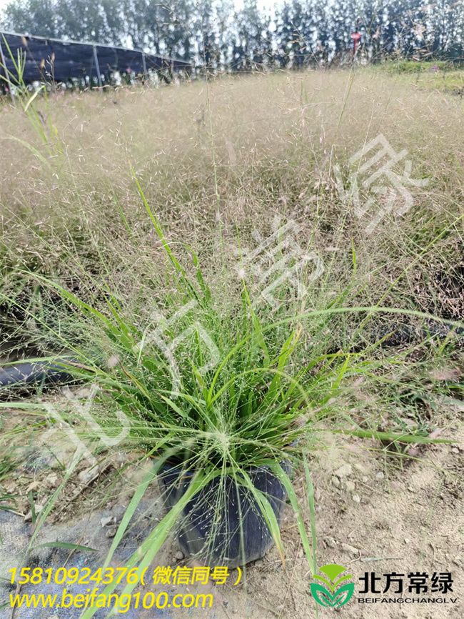 【画眉草的特点】北京种植基地分享