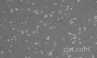 智立细胞系大鼠胶质肉瘤细胞9L/lacZ