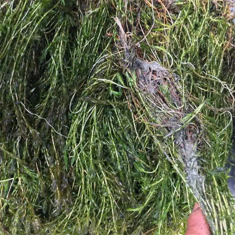伊乐藻种苗 种植包成活