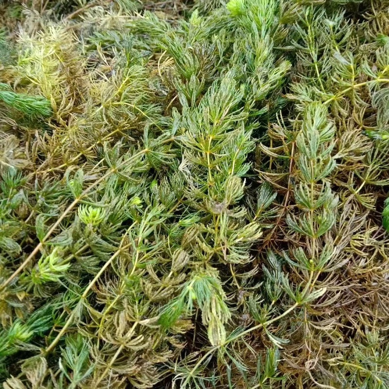 金鱼藻种植 包成活