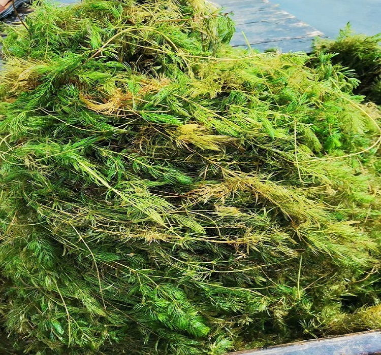 金鱼藻种苗 种植包成活