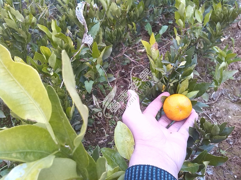 合肥柑橘苗厂家供应 柑橘苗售卖包邮