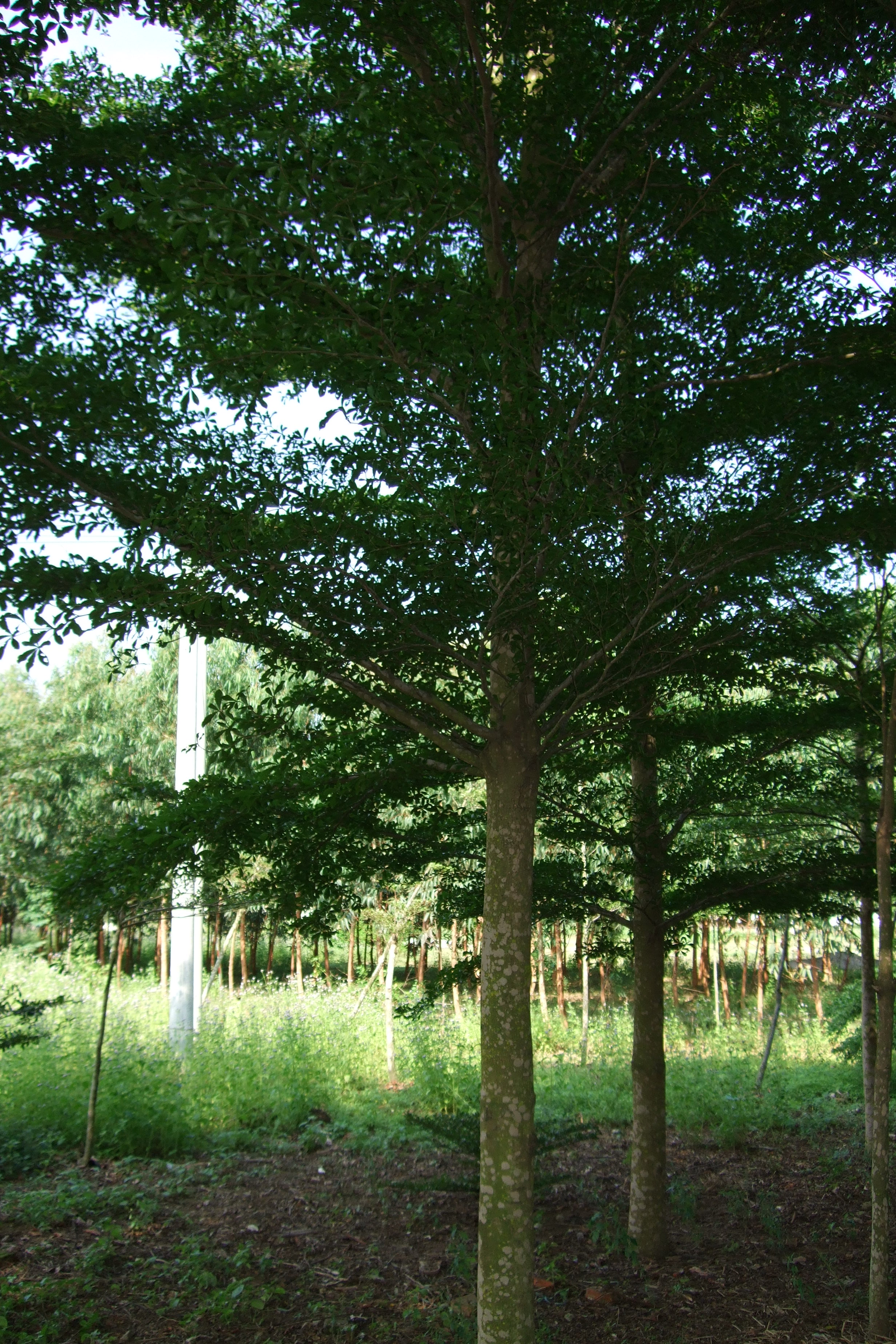 供應小葉欖仁和紫荊簡介 廣西小葉榕產地