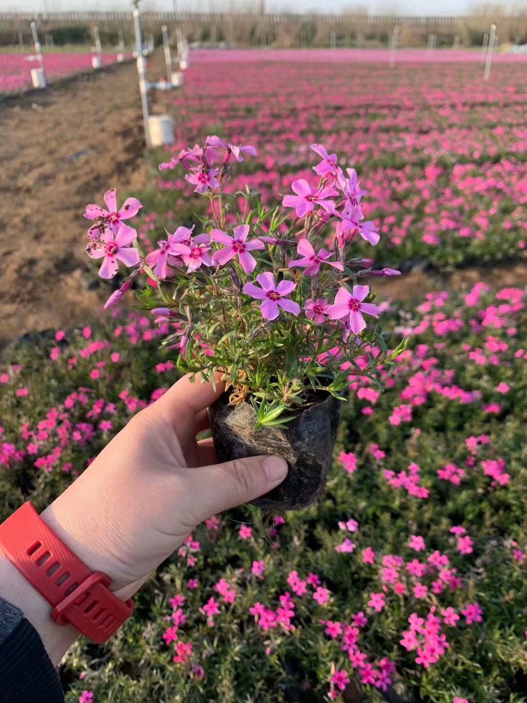 芝樱小苗基地批发